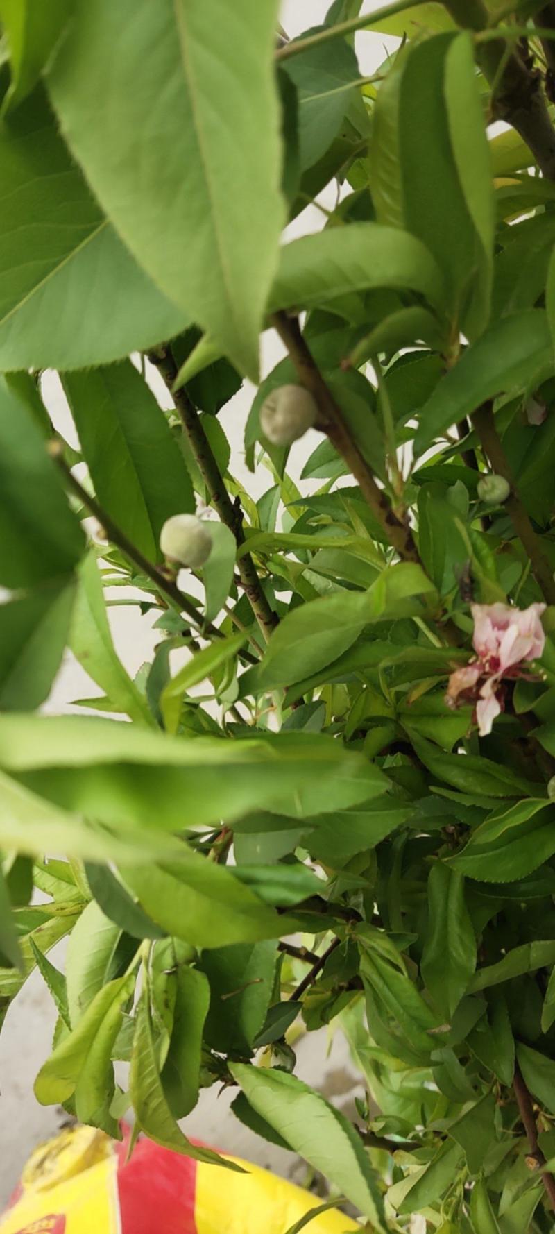 黄桃苗，天后，金冠，油蟠，中蟠，黄金蜜，等各品种黄挑苗，