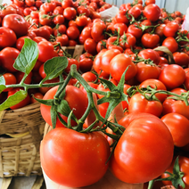 🔥西红柿产地直销以质量求生存价格只能随行就市