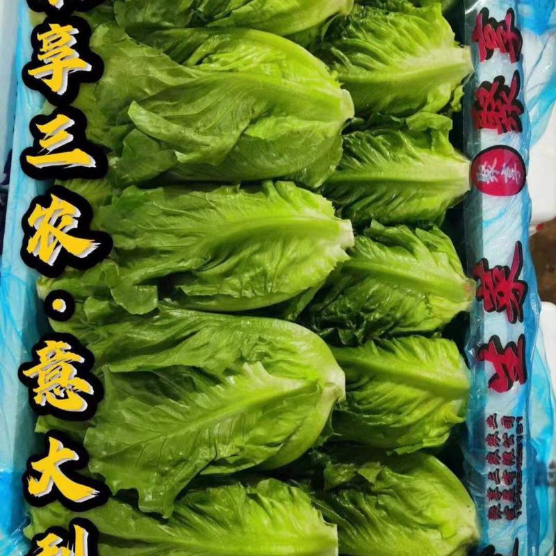 河南内黄县生菜意大利生菜常年有货可供应电商平台，实体店