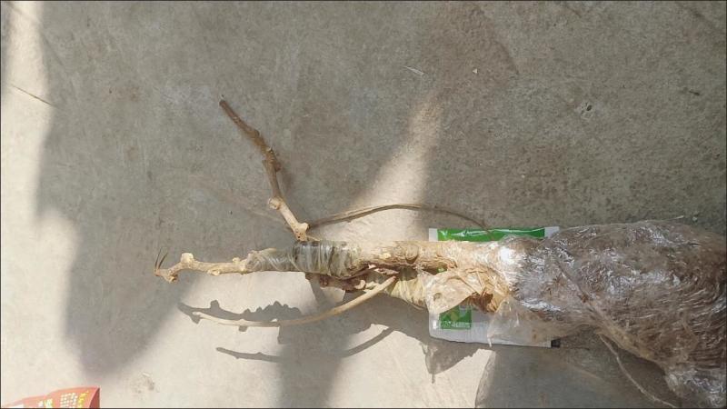 猕猴桃树苗地栽庭院盆栽阳台红心黄心徐香软枣当年结果南北方