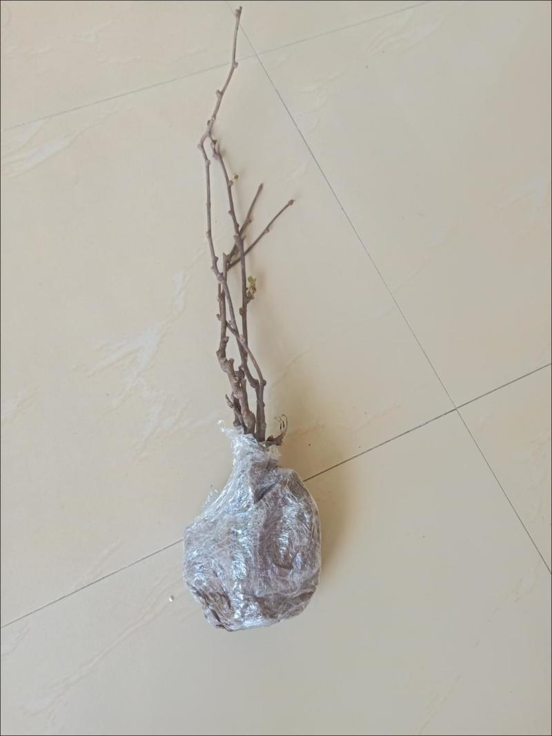 猕猴桃树苗地栽庭院盆栽阳台红心黄心徐香软枣当年结果南北方