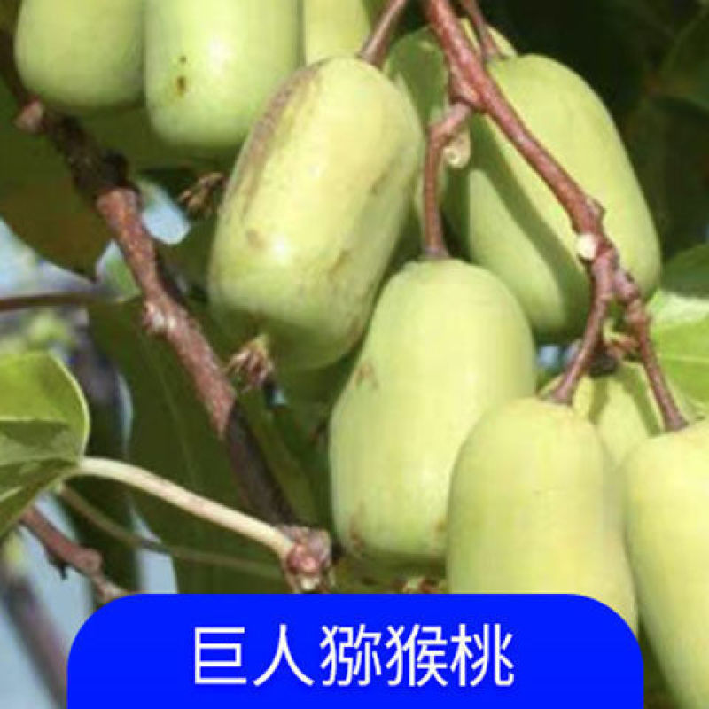 猕猴桃树苗地栽庭院盆栽阳台红心黄心徐香软枣当年结果南北方