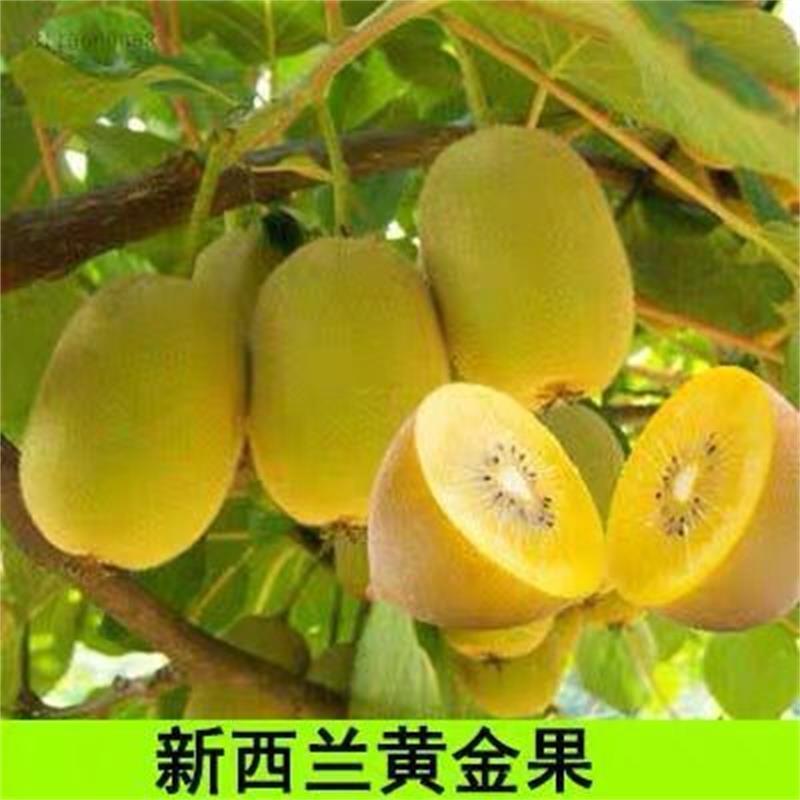 猕猴桃树苗地栽庭院盆栽阳台红心黄心徐香软枣当年结果南北方