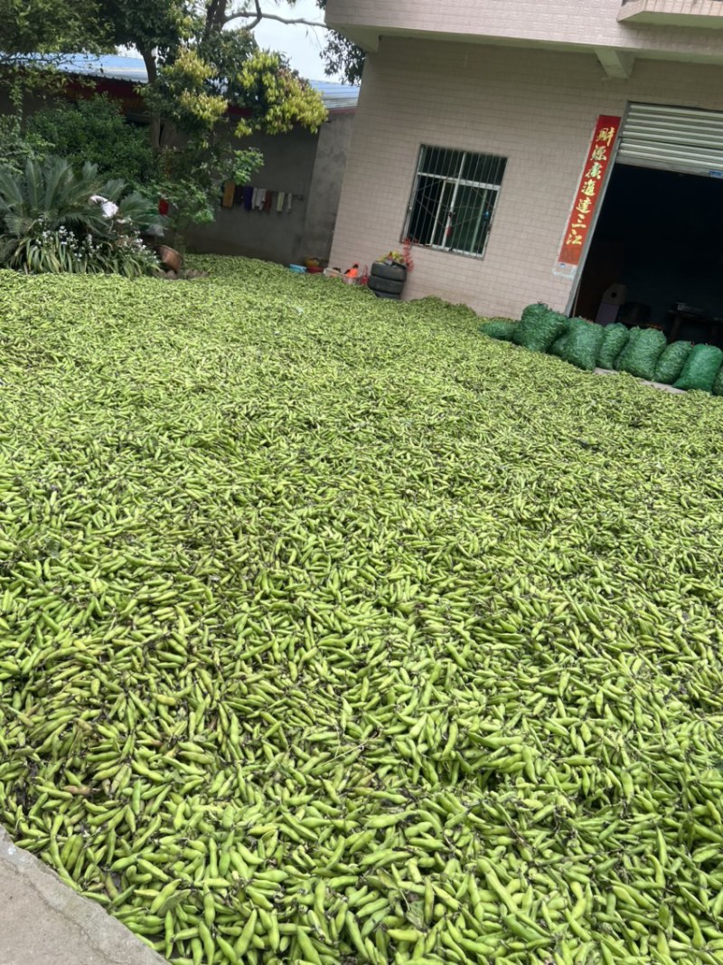 四川大白蚕豆有需要的老板赶紧联系，现在大量有货。