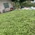 四川大白蚕豆有需要的老板赶紧联系，现在大量有货。