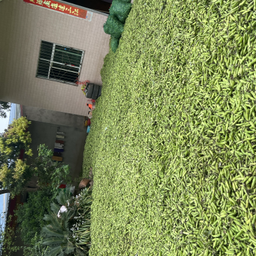 四川大白蚕豆有需要的老板赶紧联系，现在大量有货。