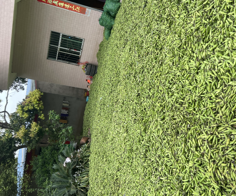 四川大白蚕豆有需要的老板赶紧联系，现在大量有货。