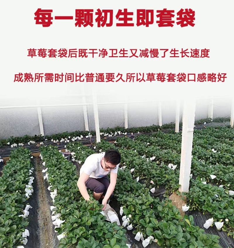 套袋草莓甜宝草莓一件代发