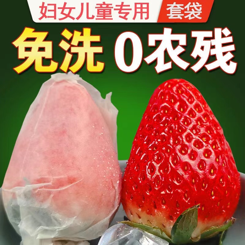 套袋草莓甜宝草莓一件代发