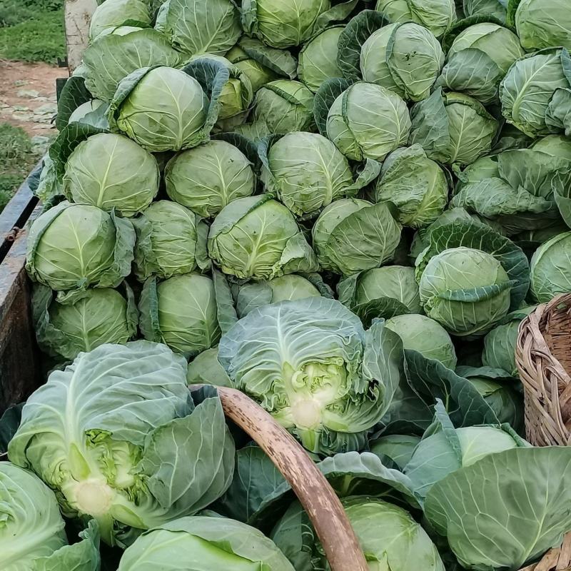 【力推】甘蓝陕西甘蓝（包菜）大量上市产地直发全国发货