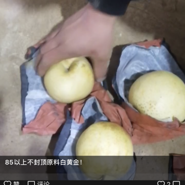 莱阳梨