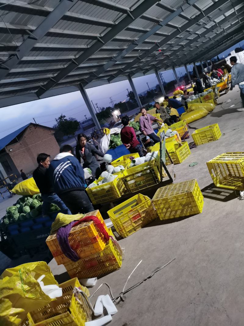 【力推】甘蓝陕西甘蓝（包菜）大量上市产地直发全国发货
