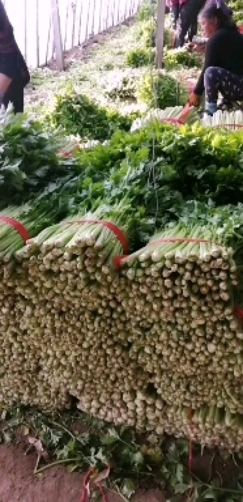 芹菜大量上市，中小颗，可装袋，装箱！