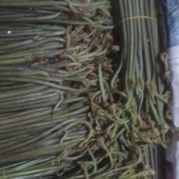 贵州高山野生蕨菜大量供应食品厂超市电商货需要的提前定
