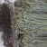 贵州高山野生蕨菜大量供应食品厂超市电商货需要的提前定