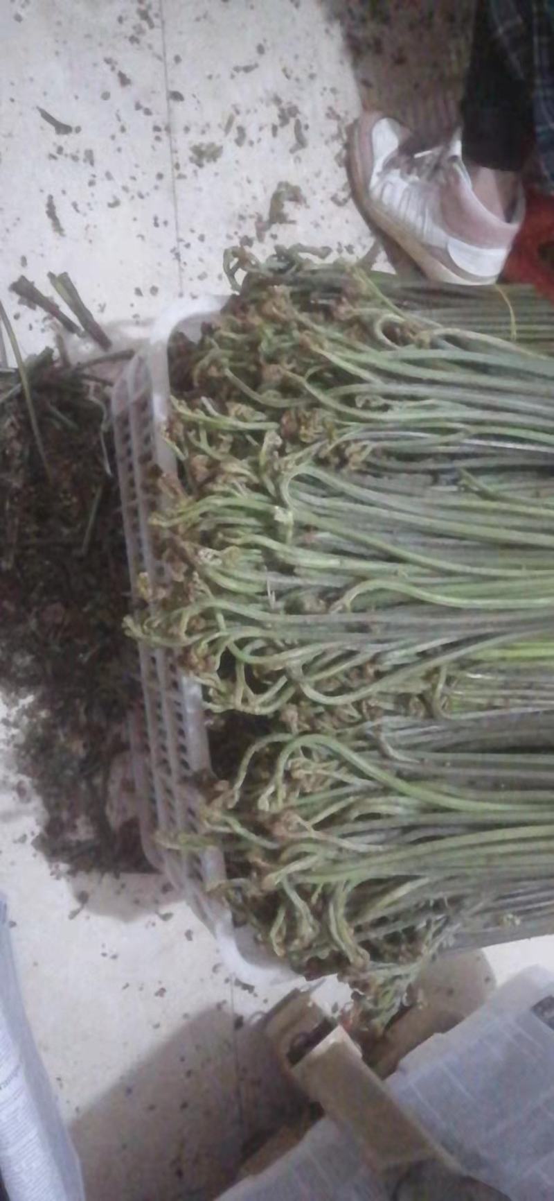 贵州高山野生蕨菜大量供应食品厂超市电商货需要的提前定