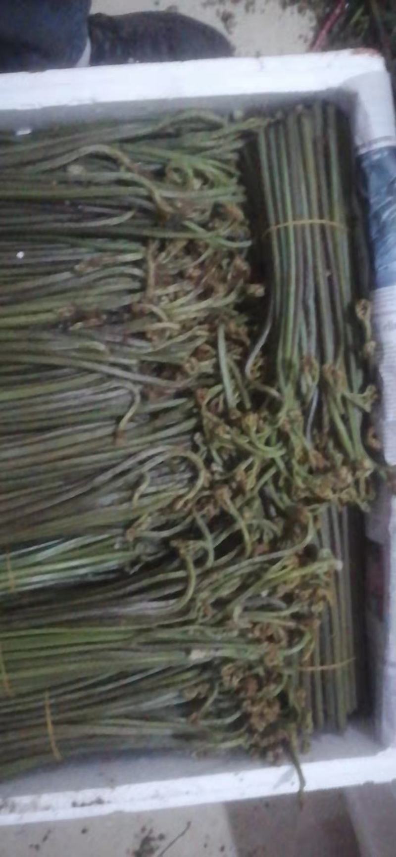 贵州高山野生蕨菜大量供应食品厂超市电商货需要的提前定