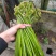 贵州高山野生蕨菜大量供应食品厂超市电商货需要的提前定