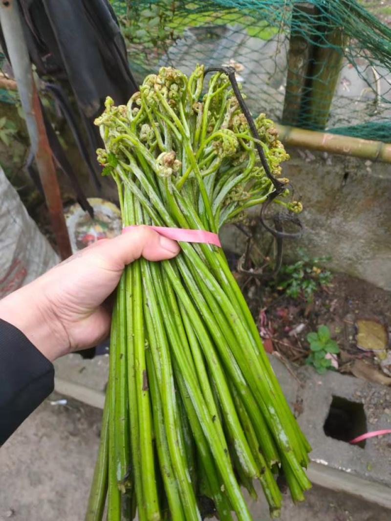 贵州高山野生蕨菜大量供应食品厂超市电商货需要的提前定