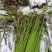贵州高山野生蕨菜大量供应食品厂超市电商货需要的提前定