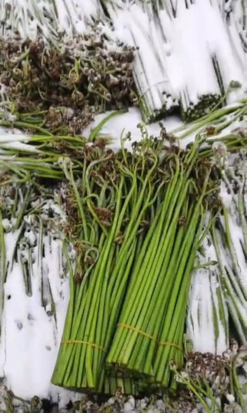 贵州高山野生蕨菜大量供应食品厂超市电商货需要的提前定