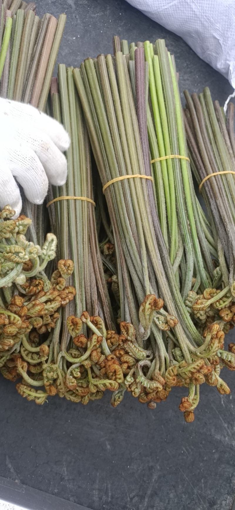 贵州高山野生蕨菜大量供应食品厂超市电商货需要的提前定