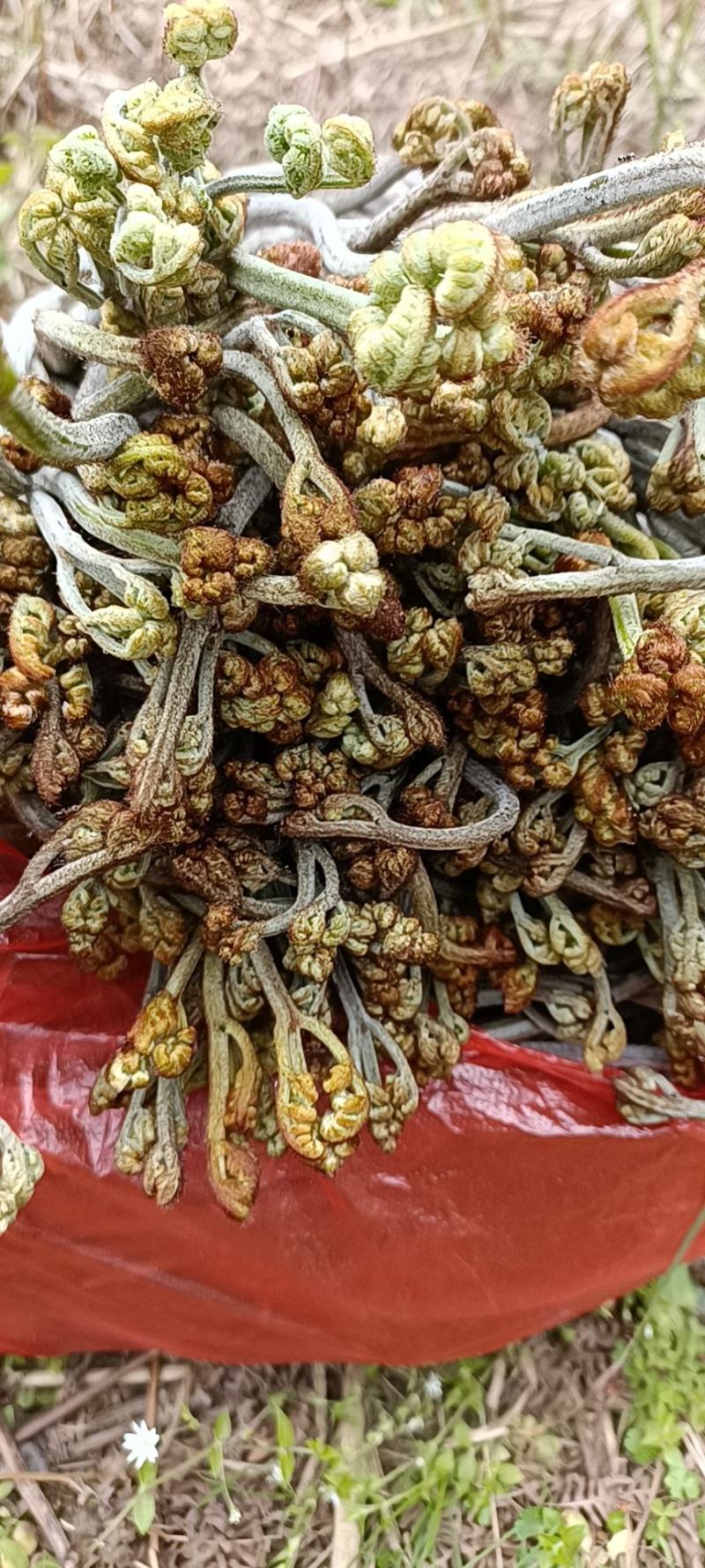 贵州高山野生蕨菜大量供应食品厂超市电商货需要的提前定