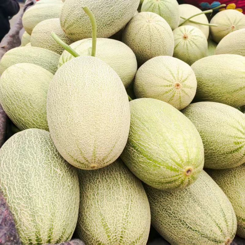 河南内黄精品头茬小蜜25