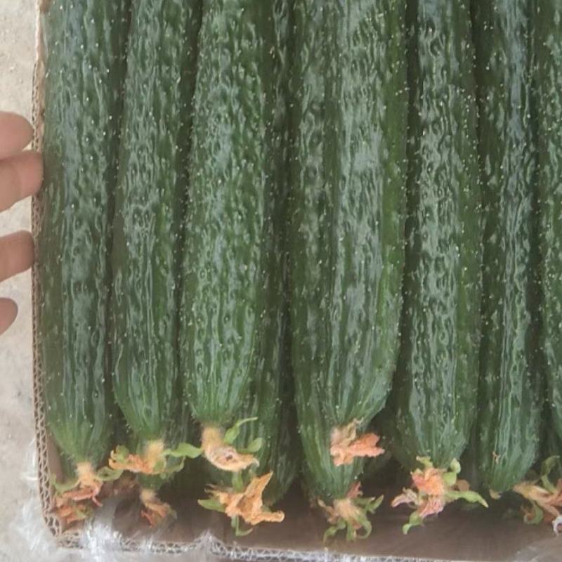 [河南黄瓜]夏邑密刺黄瓜大量上市适合电商，商超，市场批零