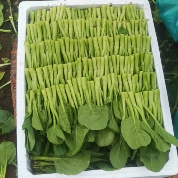 广东精品菜心，中小条杆，圆叶带小花，口感脆甜，绿色无公害