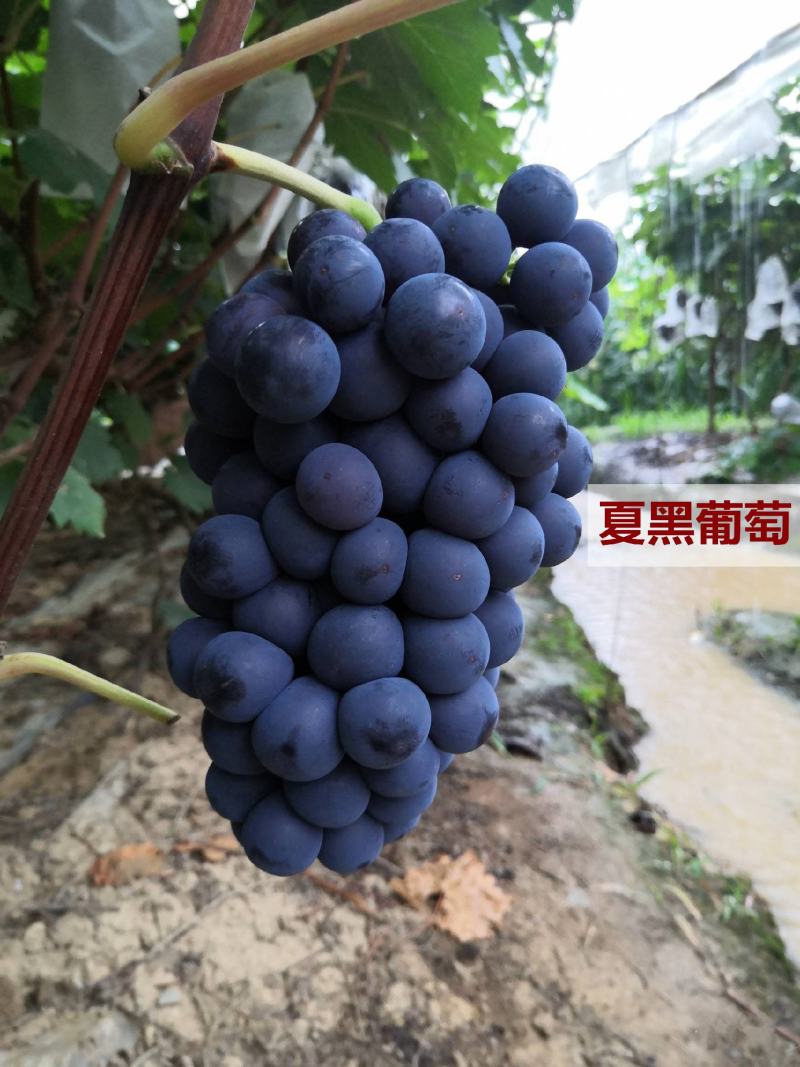 夏黑葡萄，产自于浙江省三门县，欢迎新老客户骚扰