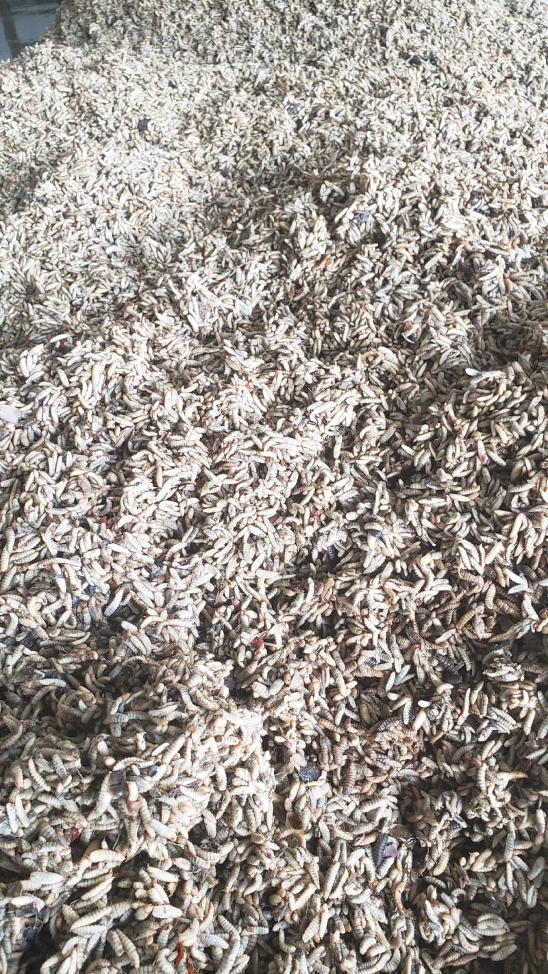 专业生产高品质黑水虻高蛋白多元素适用水产、动物养殖等