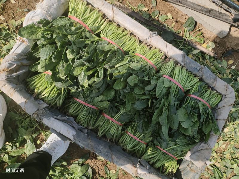 捆把菠菜装筐菠菜装箱菠菜