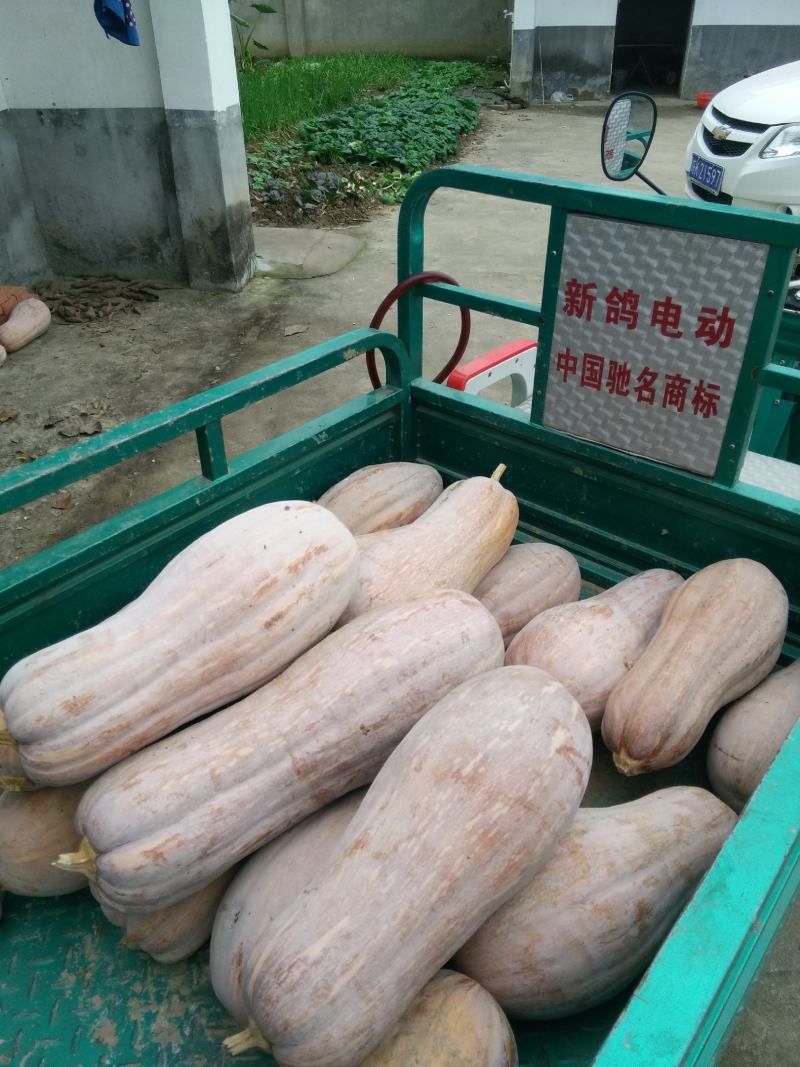 蜜本南瓜，全红全粉，软糯面甜，棱高槽深，养殖加工0.1元