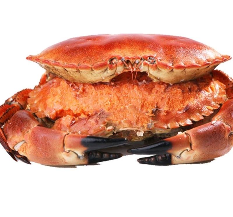 英国面包蟹鲜活熟冻面包蟹即食超大螃蟹