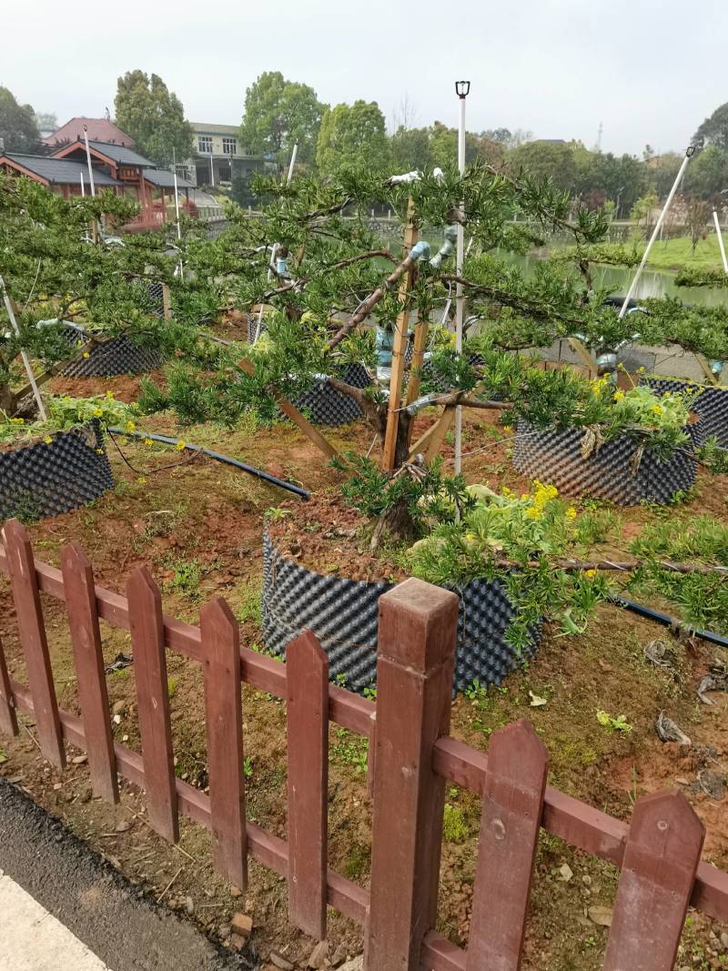 苗圃供应矮桩造型罗汉松弯杆造型罗汉松桩景异形造型罗汉松