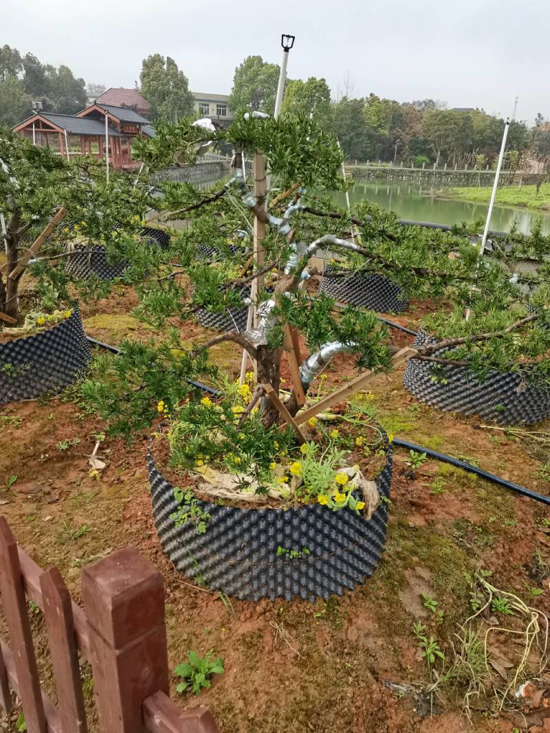 苗圃供应矮桩造型罗汉松弯杆造型罗汉松桩景异形造型罗汉松