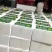 博洋6博洋9新产地自根苗口感香酥脆甜客户少价格低品质高