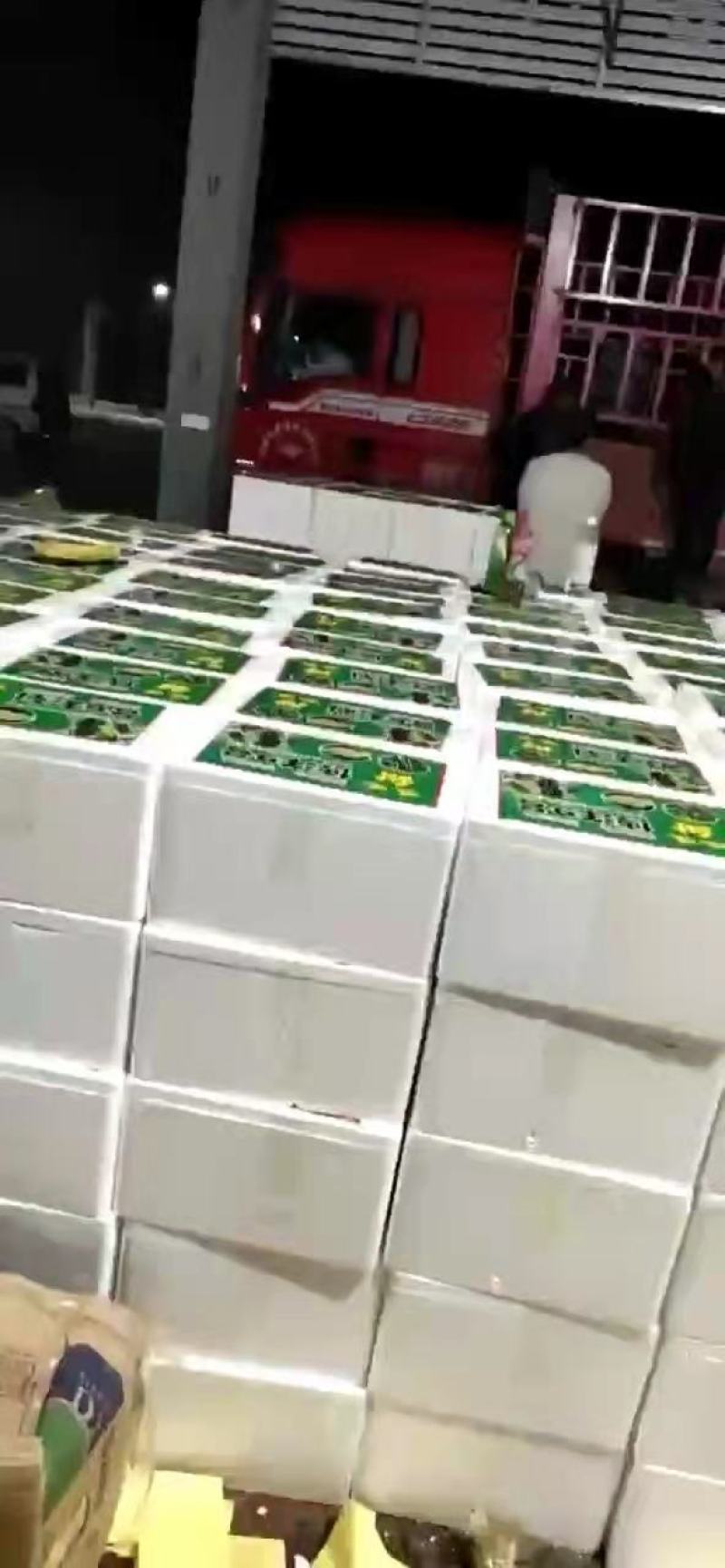 博洋6博洋9新产地自根苗口感香酥脆甜客户少价格低品质高