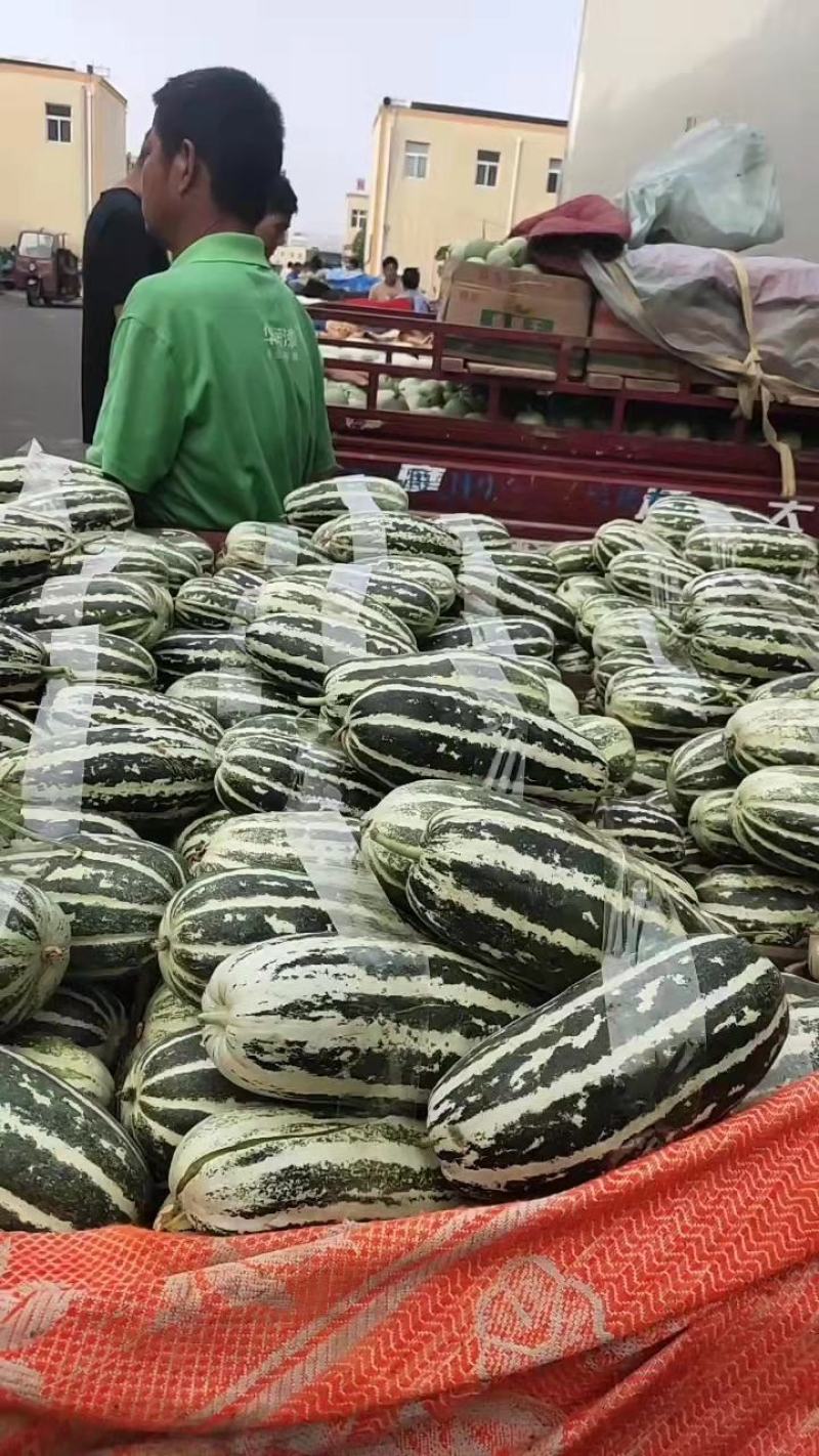 博洋6博洋9新产地自根苗口感香酥脆甜客户少价格低品质高