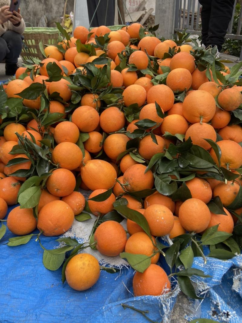 【荐】奉节脐橙——带叶精品电商一、二级果、光头果量大从优