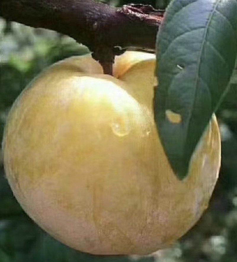 【精选优品】黄金李湖南郴州市种植黄金奈李肉脆纯甜一件代发