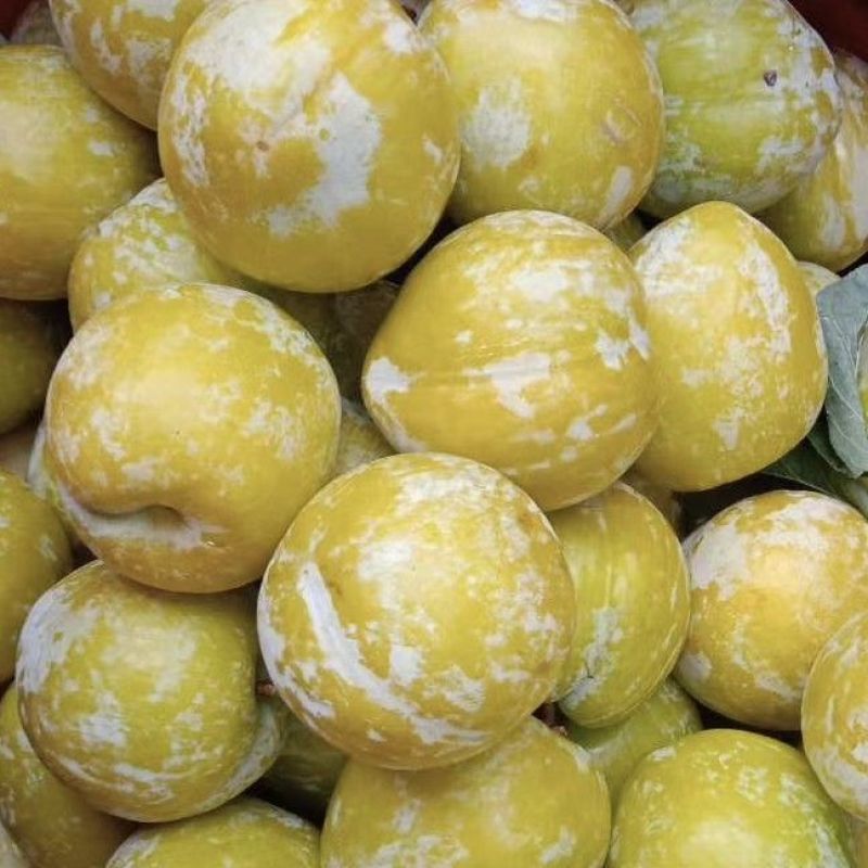 【精选优品】黄金李湖南郴州市种植黄金奈李肉脆纯甜一件代发