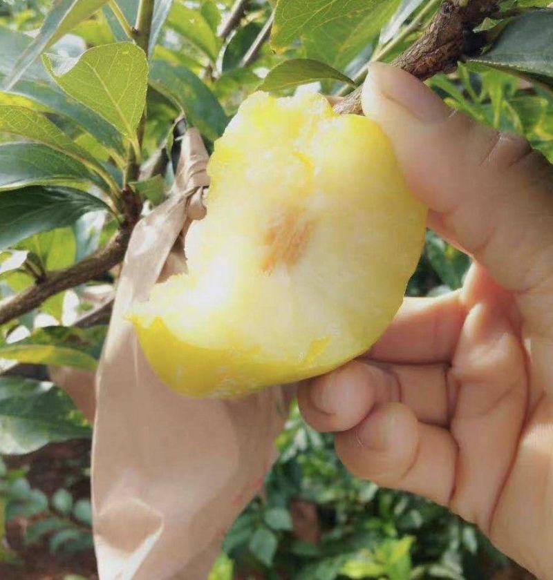 【精选优品】黄金李湖南郴州市种植黄金奈李肉脆纯甜一件代发