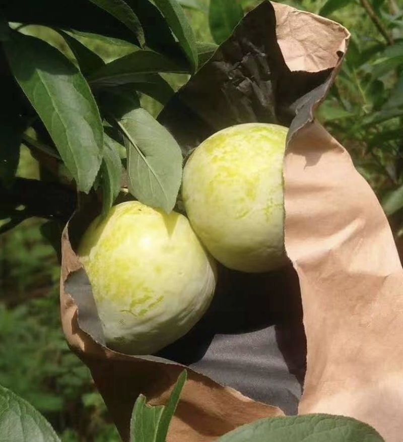 【精选优品】黄金李湖南郴州市种植黄金奈李肉脆纯甜一件代发