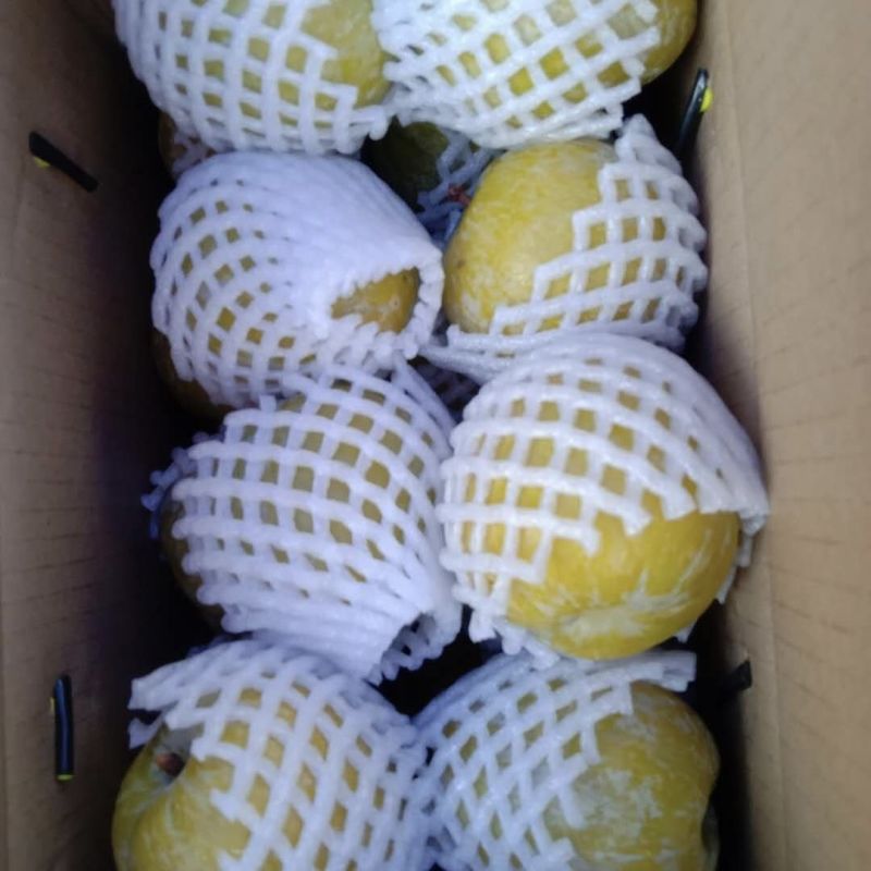 【精选优品】黄金李湖南郴州市种植黄金奈李肉脆纯甜一件代发
