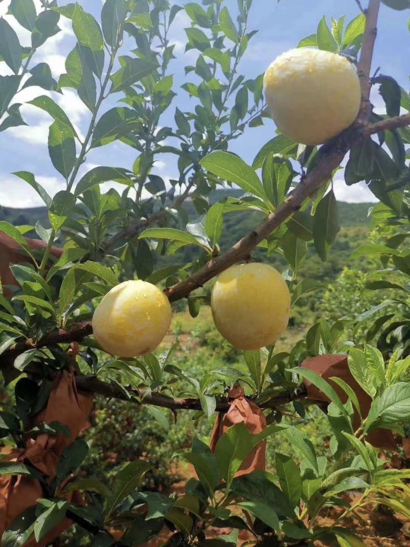 【精选优品】黄金李湖南郴州市种植黄金奈李肉脆纯甜一件代发