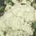 河南精品有机花菜松花菜大量上市中青梗白面产地直供质优价廉