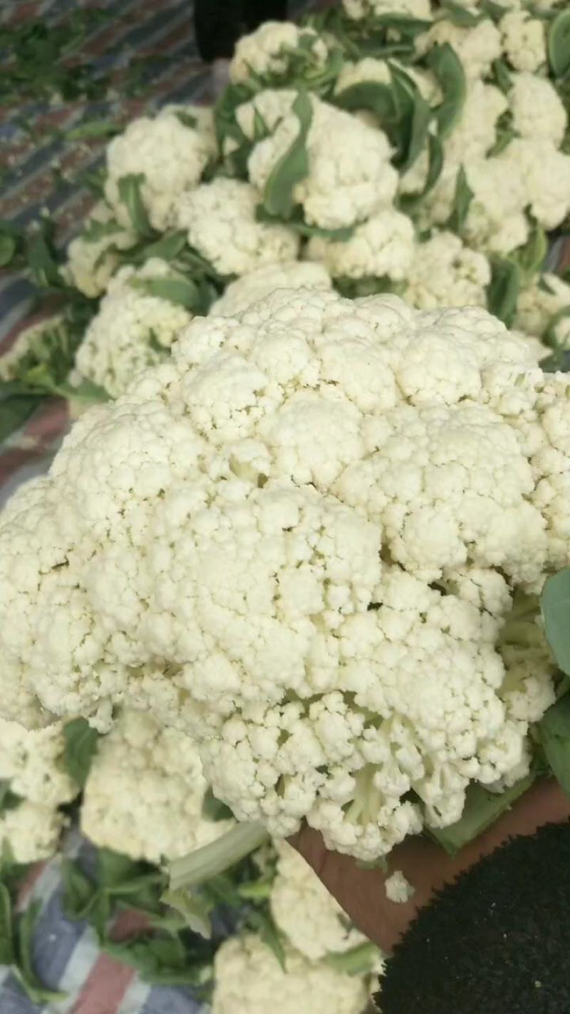 河南精品有机花菜松花菜大量上市中青梗白面产地直供质优价廉