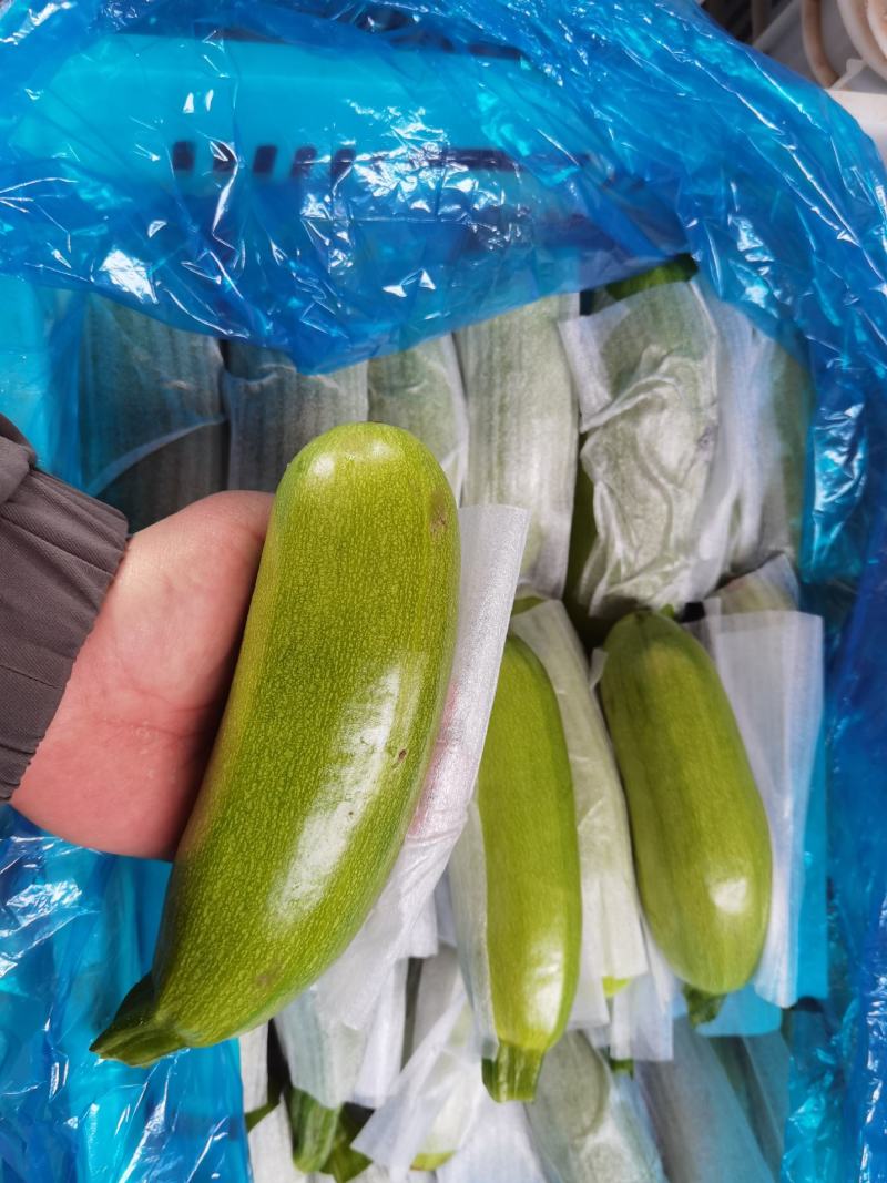 精品西葫芦角瓜大量上市中对接商超连锁电商平台